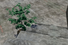 cena-plantinha5